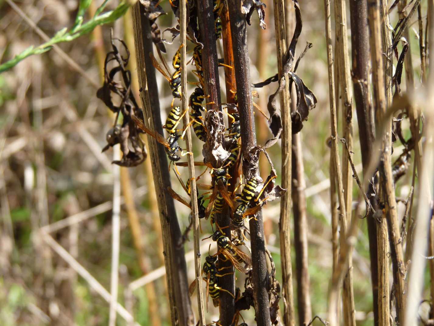 Fine di un Regno (Polistes)